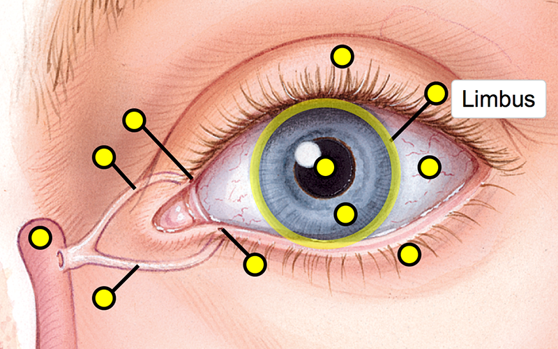 External Landmarks and Extraocular Muscles